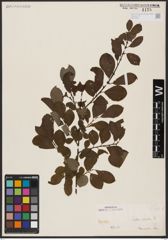 Foto von Salix aurita L.